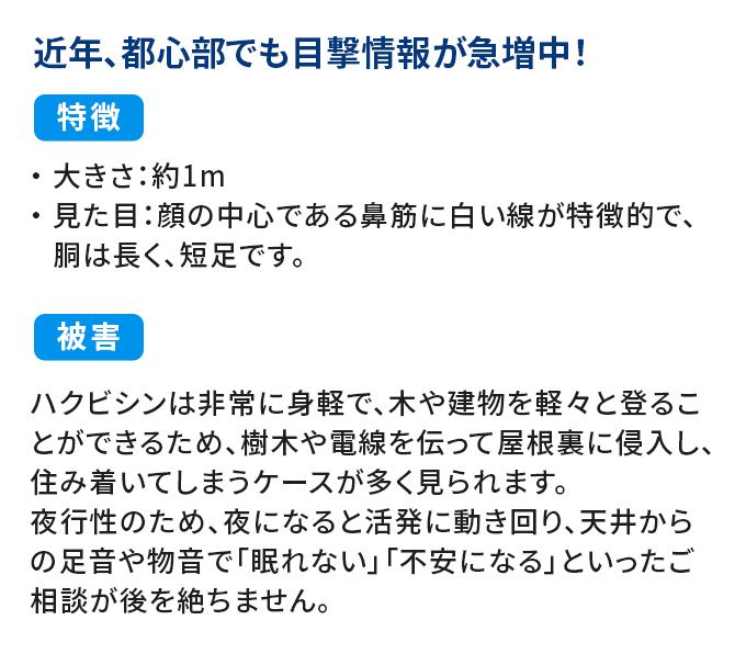 ハクビシン被害状況/近年、都心部でも目撃情報が急増中!