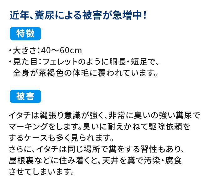 イタチ被害状況/近年、糞尿による被害が急増中!