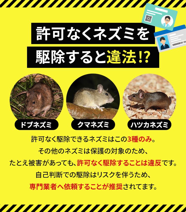 許可なくネズミを駆除すると違法!? 許可なく駆除できるネズミはこの3種のみ。その他のネズミは保護の対象のため、たとえ被害があっても、許可なく駆除することは違反です。自己判断での駆除はリスクを伴うため、専門業者へ依頼することが推奨されてます。
