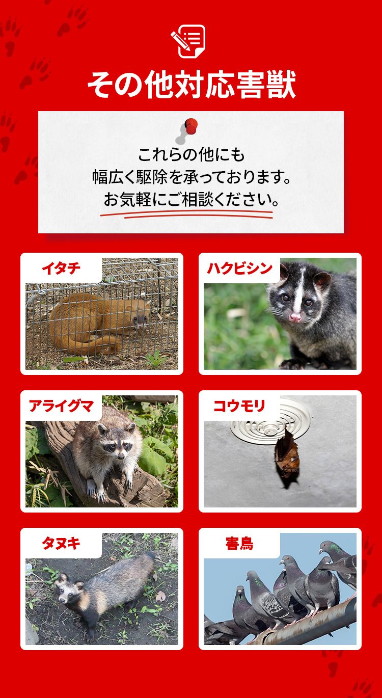 その他対応害獣 これらの他にも幅広く駆除を承っております。お気軽にご相談ください。 イタチ・ハクビシン・アライグマ・コウモリ・タヌキ・害鳥